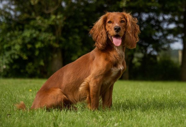 Cocker Spaniel sitting on the grass