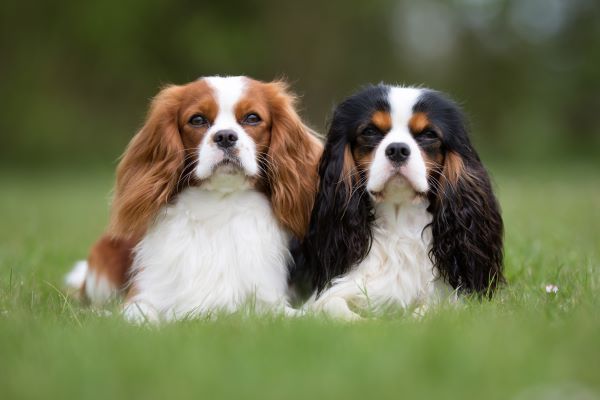 Cavalier King Charles Spaniel dog breed Bow Wow Meow