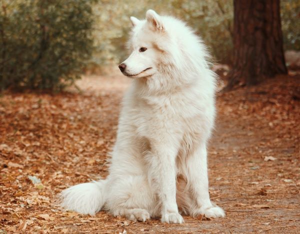 Samoyed Dog Breed Bow Wow Meow Pet Insurance