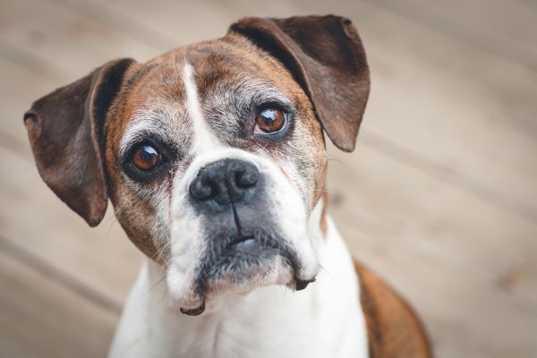 Canine care, dog behaviour, Bow Wow Meow Pet Insurance