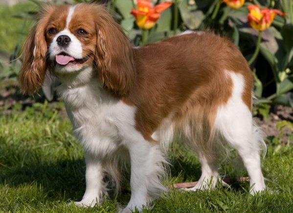 Cavalier King Charles Spaniel dog breed Bow Wow Meow
