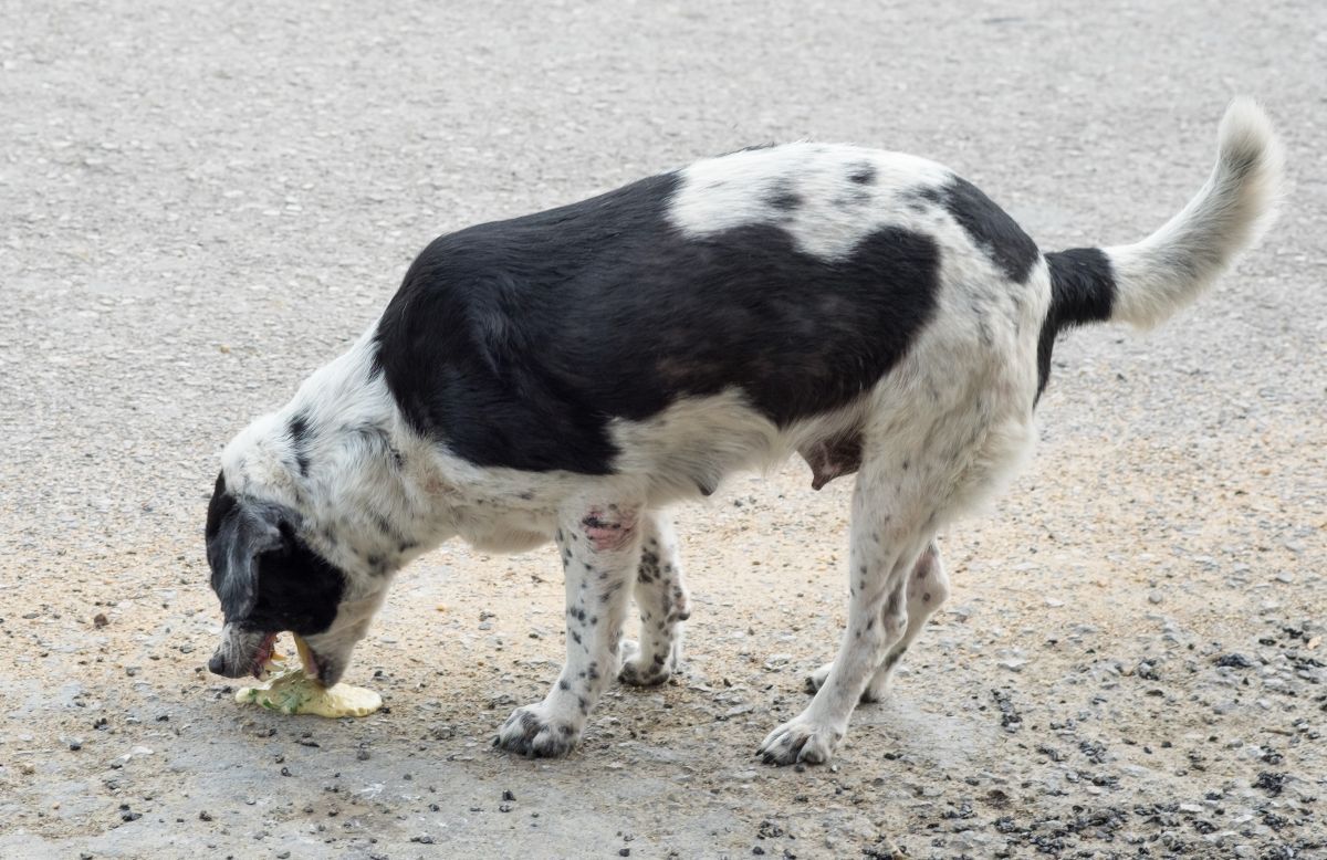 Black and white dog vomits contents of stomach on ground outdoors