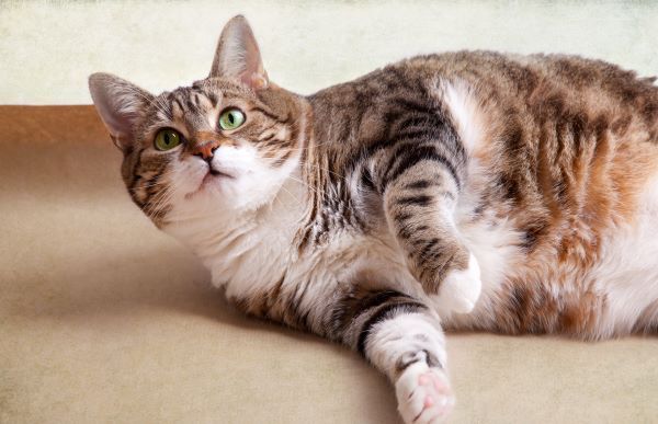 Overweight obesity in cats health condition Bow Wow Meow