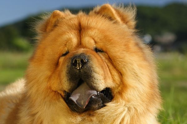 Close up of chow-chow on the green grass