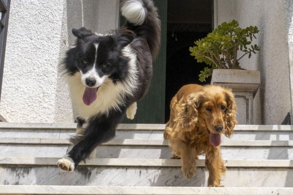 young border collie dog playing with english cocker spaniel