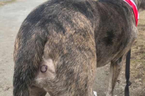 Mast Cell Tumour on a dog