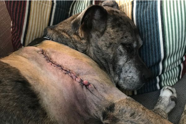 Dog recovering from surgery to remove a mast cell tumour