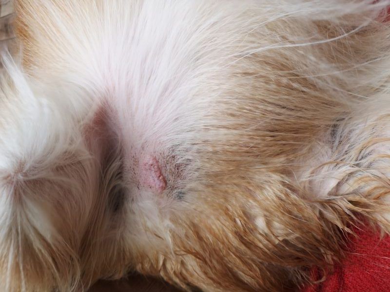A mast cell tumour on a dog