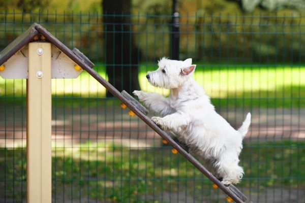 West Highland White Terrier dog breed Bow Wow Meow