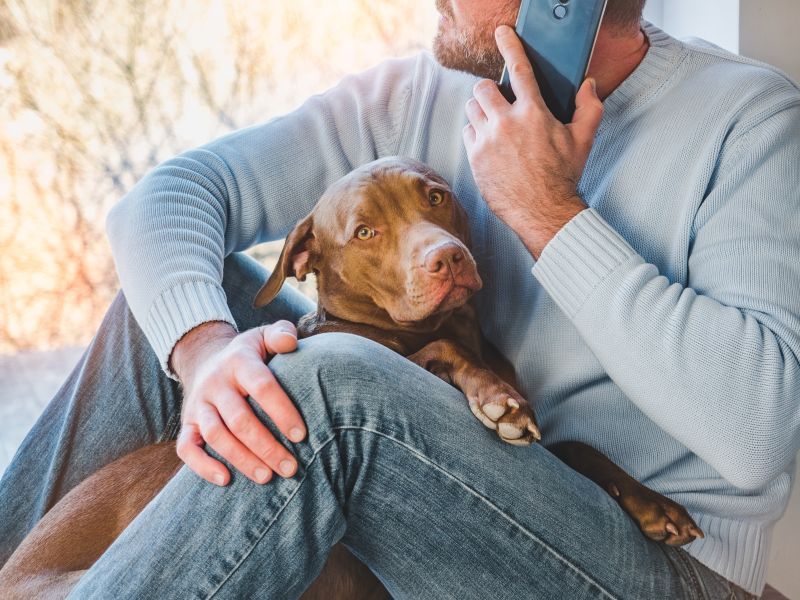 Worried dog owner on the phone calling the vet about his sick dog