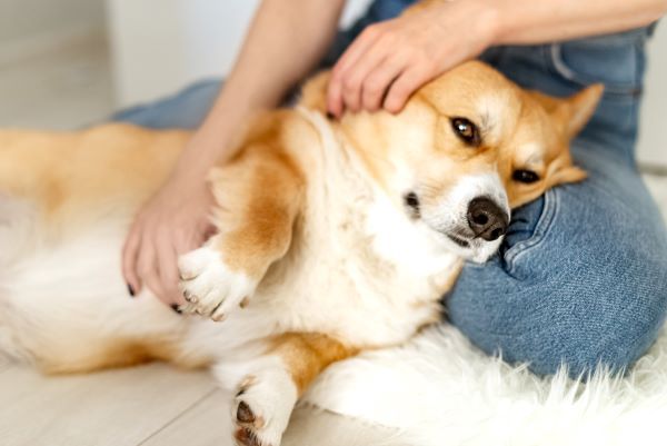 How to Tell if Your Dog is Sick