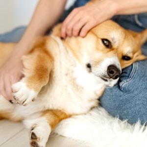 How to Tell if Your Dog is Sick