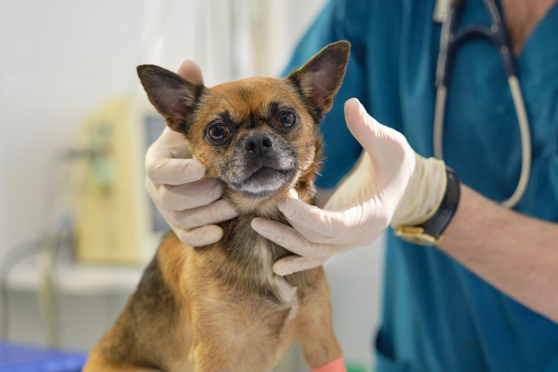 Veterinarian checking a dog's lymph nodes during mast cell tumour staging