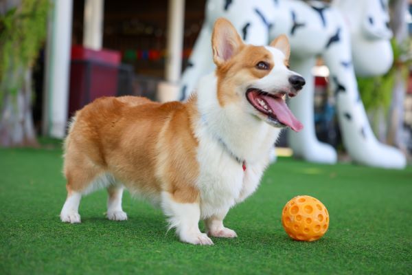 Pembroke Welsh Corgi dog breed Bow Wow Meow Pet Insurance