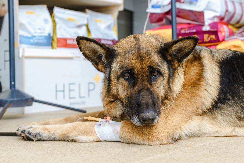 Dog receiving chemotherapy treatment at a veterinary clinic