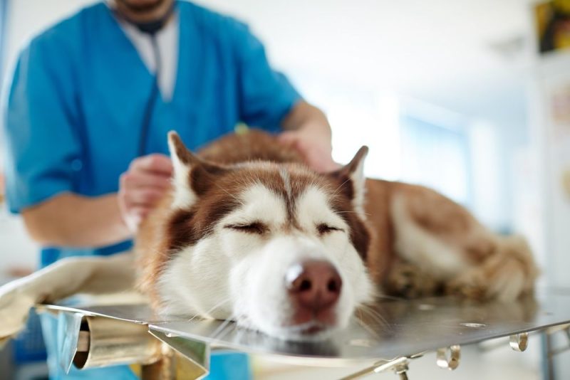 Sick dog lies on the examination table during a veterinary checkup
