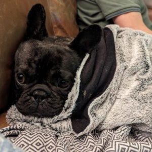 Bow Wow Meow Hero Pet Bronte the French Bulldog