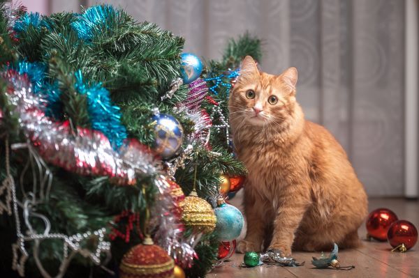 Christmas pet safety tips Bow Wow Meow