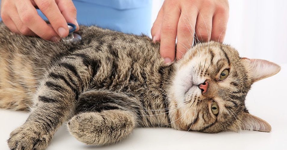 Vet examines sick cat in the vet clinic