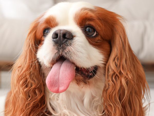 Cute cavalier King Charles spaniel close up