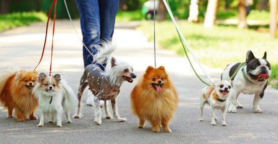Woman walking four small dogs on leads