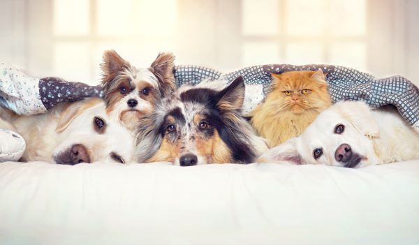 Affordable pet insurance for multiple pets