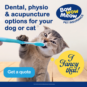 Dental, physio & acupuncture for your cat with Bow Wow Meow Pet Insurance
