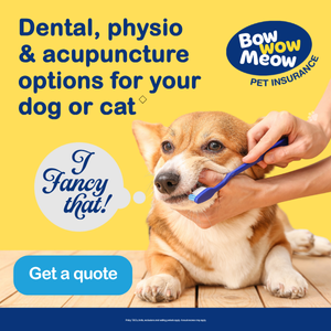 Dental, physio & acupuncture for your dog with Bow Wow Meow Pet Insurance