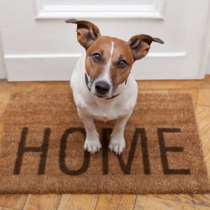 dog welcome home on brown mat 300x