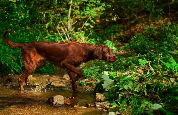 Irish Setter best hunting dog breed Bow Wow Meow