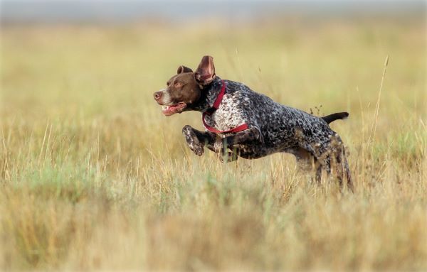 German Short Haired Pointer hunting dog breed Bow Wow Meow