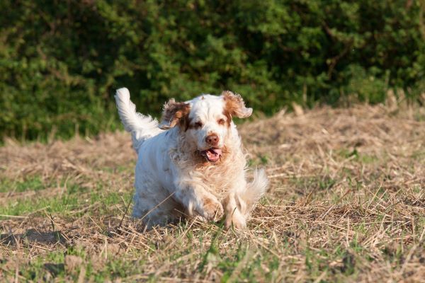 Clumber Spaniel best hunting dog breed Bow Wow Meow