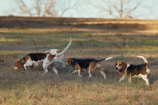 Beagle hunting dog breed Bow Wow Meow