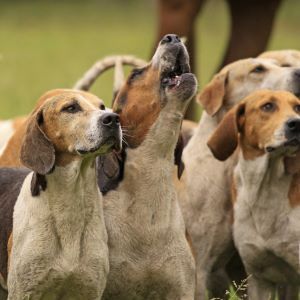Best hunting dog breeds Bow Wow Meow