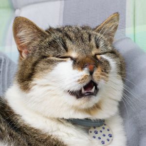Why do cats sneeze Bow Wow Meow