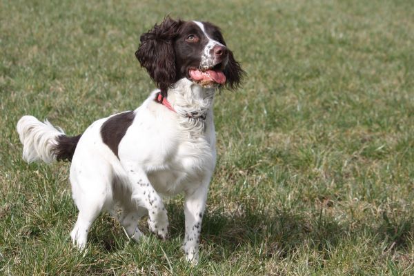 Springer Spaniel best hunting dog breed Bow Wow Meow