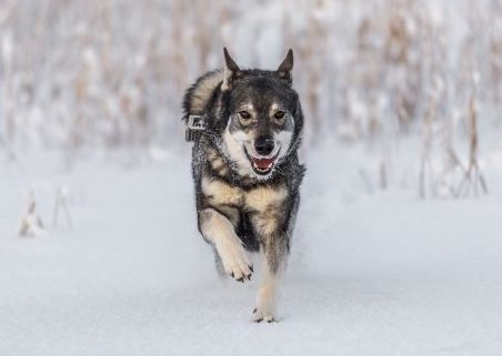 Swedish Elkhound running through the snow in winter landscape