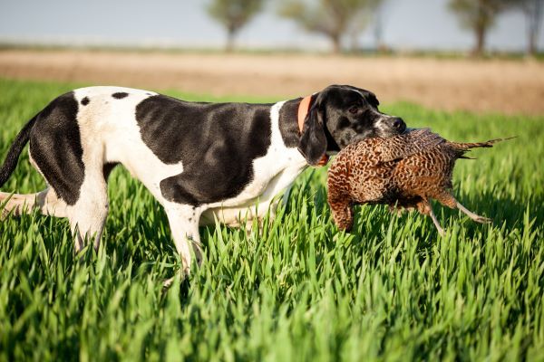 English pointer best hunting dog Bow Wow Meow