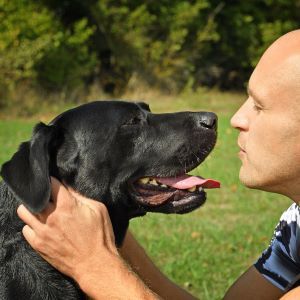 Dog behaviour, understanding dog communication Bow Wow Meow Pet Insurance