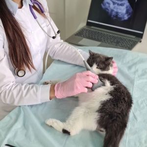 Veterinarian performing an abdominal ultrasound on a cat