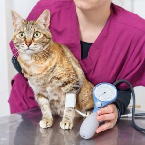 Veterinary doctor checking blood pressure of a cat