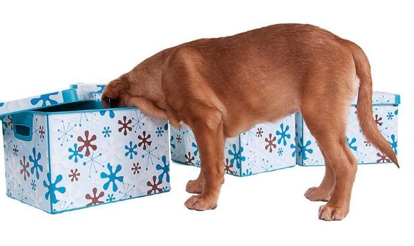 Dog health, dog care, dog exercise, Bow Wow Meow Pet Insurance