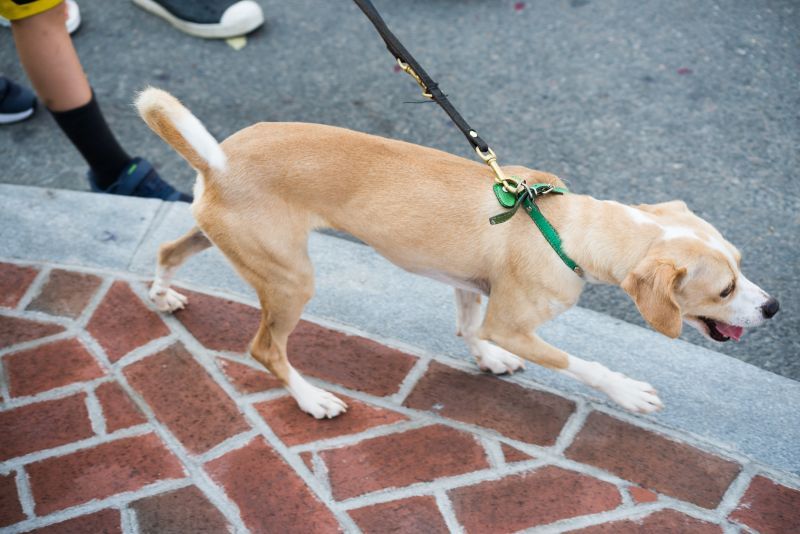 Tan dog walks on the pavement on the leash with an abnormal gait in front of owner 