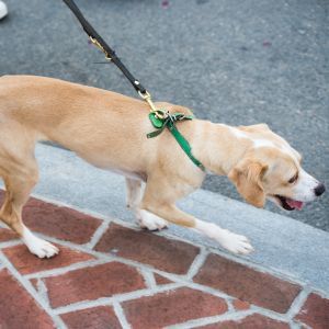 Tan dog walks on the pavement on the leash with an abnormal gait in front of owner