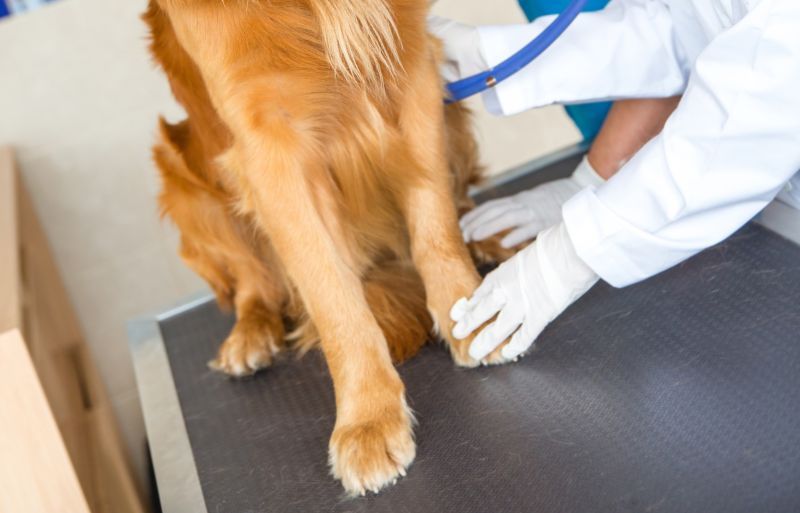 Vets examine a dog's paw on the examination table at the vet clinic