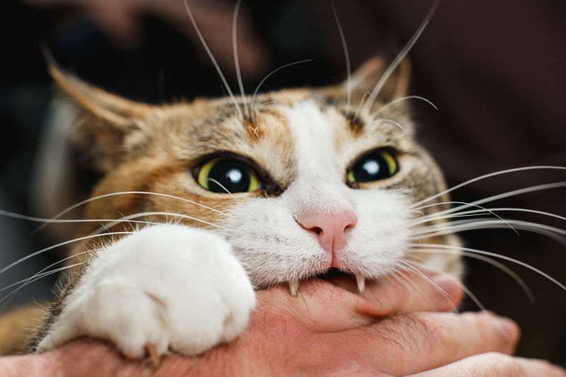 Cute cat with white paws bites its owner's hand