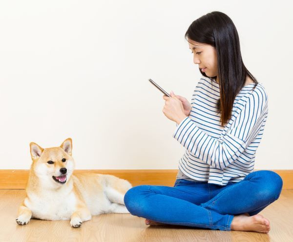 Japanese dog breeds Bow Wow Meow Pet Insurance