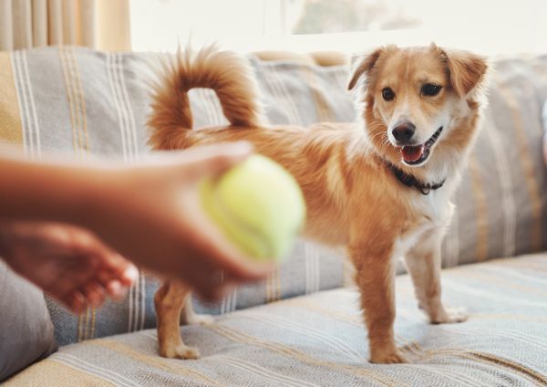 Dog health, dog care, dog exercise, Bow Wow Meow Pet Insurance