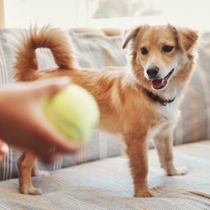 Indoor workouts for dogs Dog health, dog care, dog exercise, Bow Wow Meow Pet Insurance