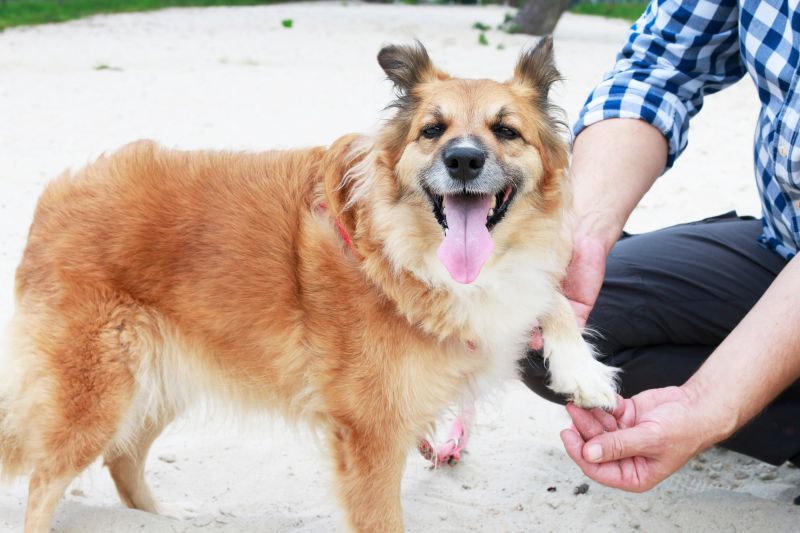 Dog with a hurt paw on the beach. Male owner is checking what is wrong with his dog's paw